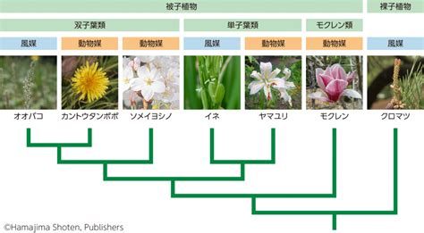 植物化